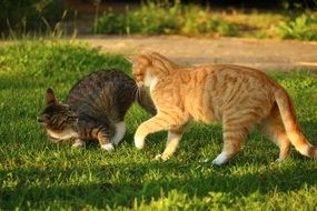 Colorful, beautiful and cute frolicking domestic cats on the green grass