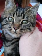 cute cat in human hands