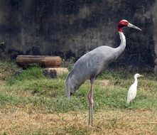 Crane in India