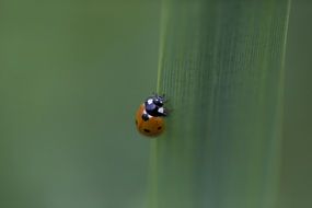 pretty Ladybug