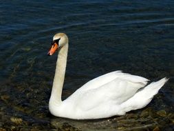 white swan on the Lake Constance