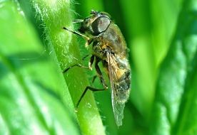 insect with transparent wings on a green plant close-up on blurred background