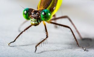 dragonfly with green compound eyes