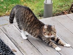 cat on a wooden platform close up