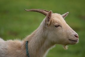 Goat on a livestock