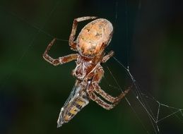 close-up prey of the spider