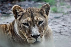 portrait of a carnivorous lioness