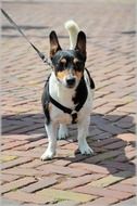 Jack Russell Terrier - Hunting dog breed