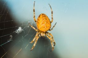 yellow Spider on cobweb, macro