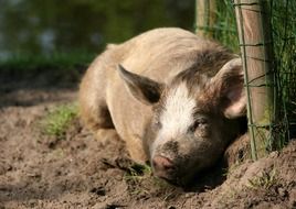 sleeping wild pig