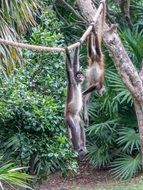 monkeys on creepers in the jungle