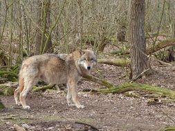 wild wolf in the forest