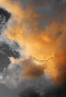Clouds and Birds on a sky at the sunset