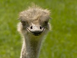 portrait of a flightless ostrich