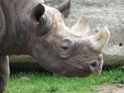 white horn rhino in Africa