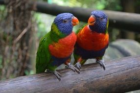 Colorful parrots sitting on a branch close-up on blurred background