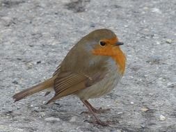 robin close up