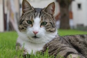 cat's face with green eyes