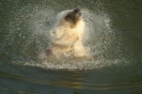 cute lovely Hybrid Bear