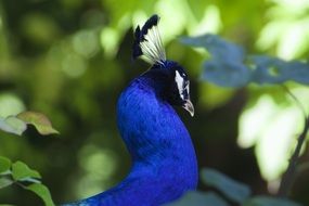 unusually handsome Peacock Birds