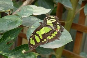 butterfly with green-brown wings on a leaf