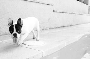 black and white photo of french bulldog