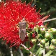 Insect on Red Flower