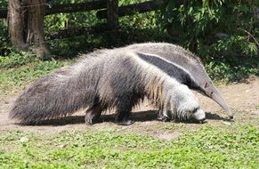 Big Anteater