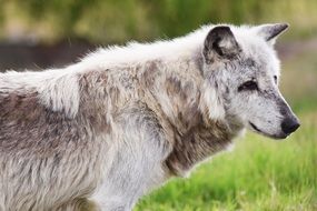Canadian Timber Wolf