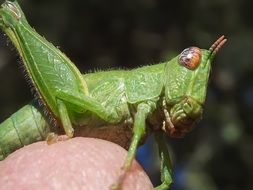Green Grasshopper Nymph, macro