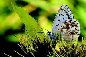 spotted butterfly on a green thorny plant