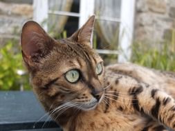 cat with head raised on the table