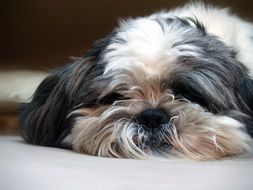 muzzle of a sleeping shaggy dog