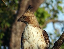 Changeable Hawk-Eagle in the wildlife