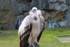vulture in Berlin zoo