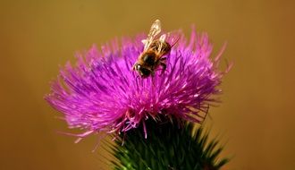 closeup photo of cute little bee insect on thistle flower