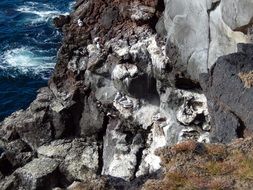 gull nests on a steep rock