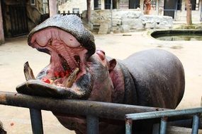 Hippo openning his mouth