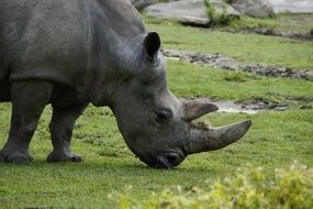 wondrous Rhino Horn