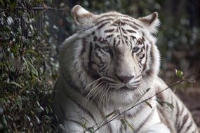 White wildlife Tiger