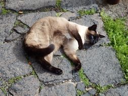 beautiful blue eyed siamese cat resting on stones