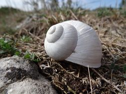 white snail on dry grass closeup