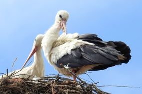 pair of storks in the nest