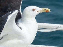 Seagull opening wings, head close up ​​