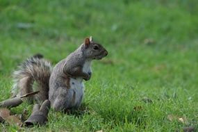 squirrel on green grass in the wild