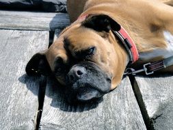brown Dog head lying on grey wooden boards, German Boxer