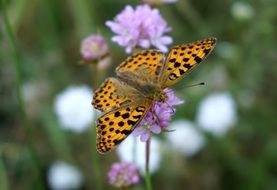 nature tiger butterfly