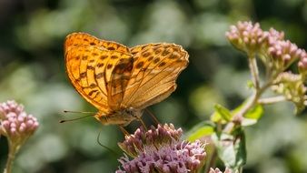 brown butterfly on a pink flower