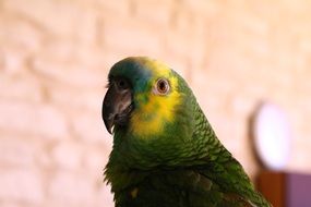 amazon blue Parrot, Head close up