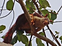 Malabar giant squirrel in the natural environment of India